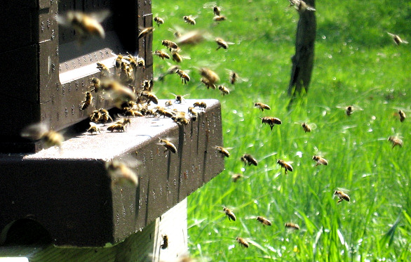 Biodling p&aring; Folkareds Kvarn