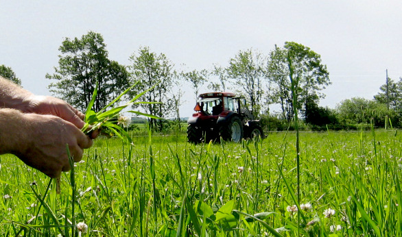Jordbruket p&aring; Folkareds Kvarn