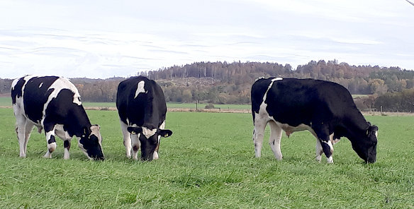 Honung fr&aring;n Folkareds Kvarn