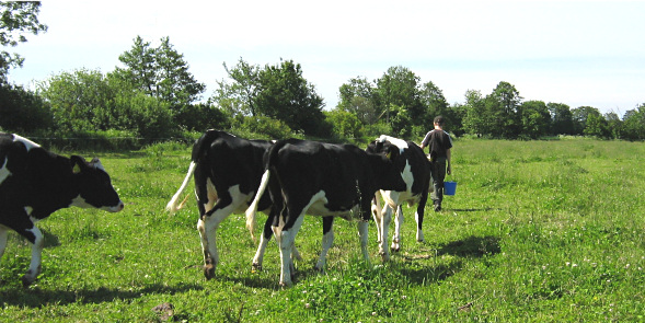 Kor p&aring; &auml;ng